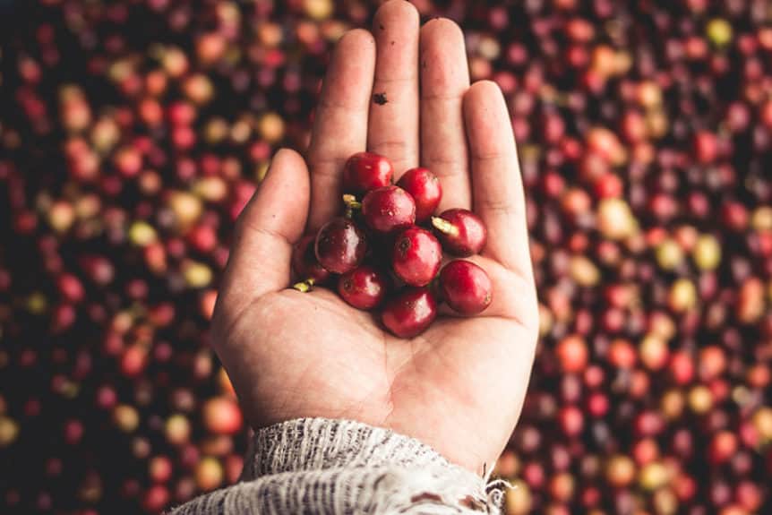 What is The Anatomy Of A Coffee Bean - Craft Coffee Guru