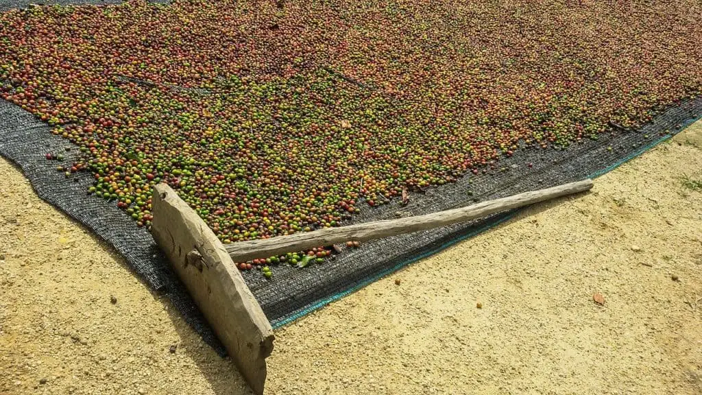 Peaberry Coffee Harvest