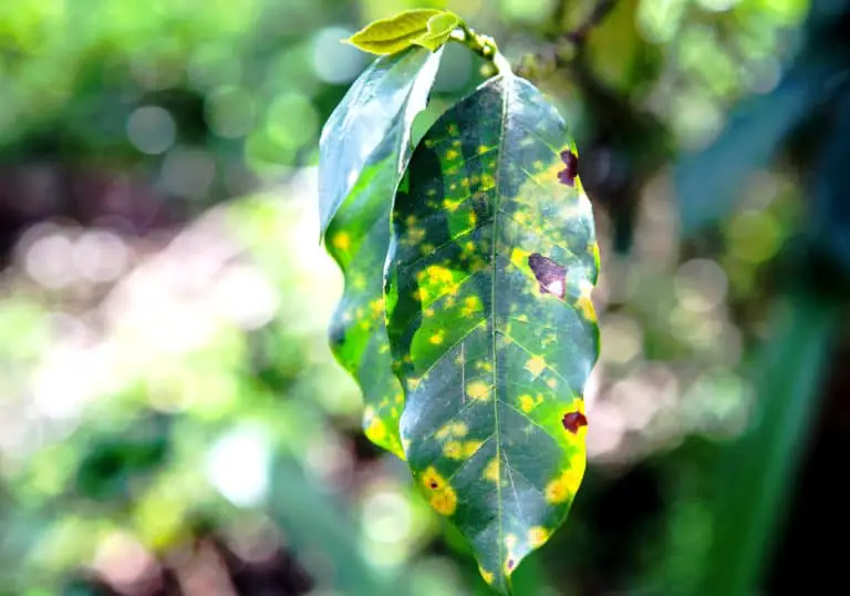 What is Coffee Rust? Symptoms and Control Craft Coffee Guru