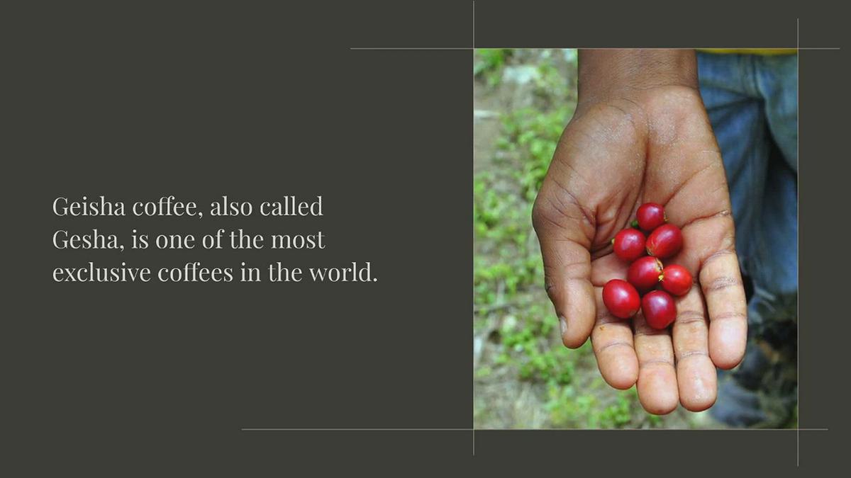 What is Geisha Coffee
