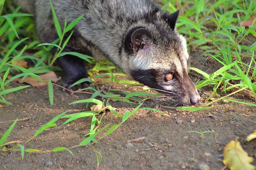 Coffee From Kopi Luwak Civet Cat