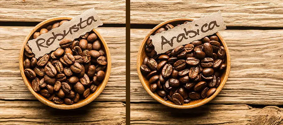 What is the difference between Arabica and Robusta