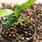 How to grow a Coffee Plant At Home