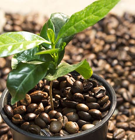 How to grow a Coffee Plant At Home