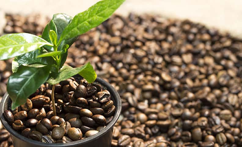 How to grow a Coffee Plant