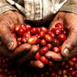 How coffee is processed