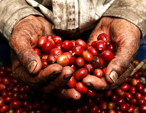 How coffee is processed