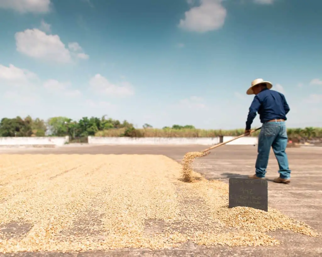 Harvesting Coffee