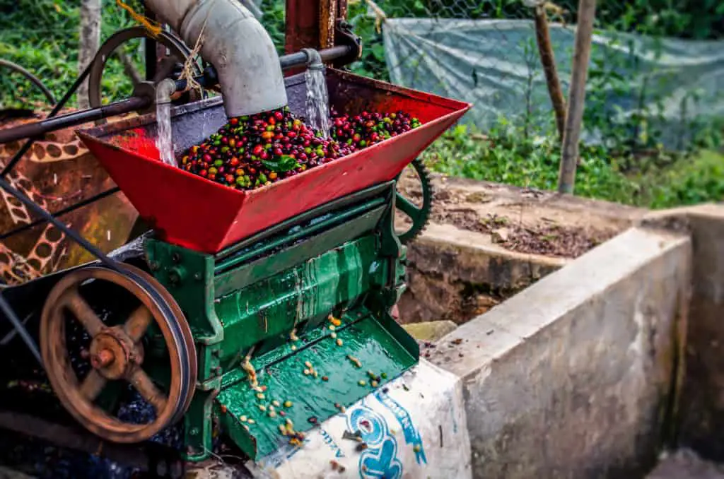 Coffee Processing - Selecting