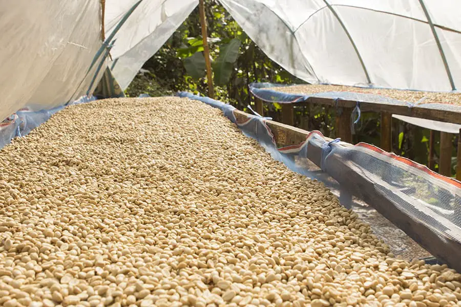 Coffee Processing and Harvesting