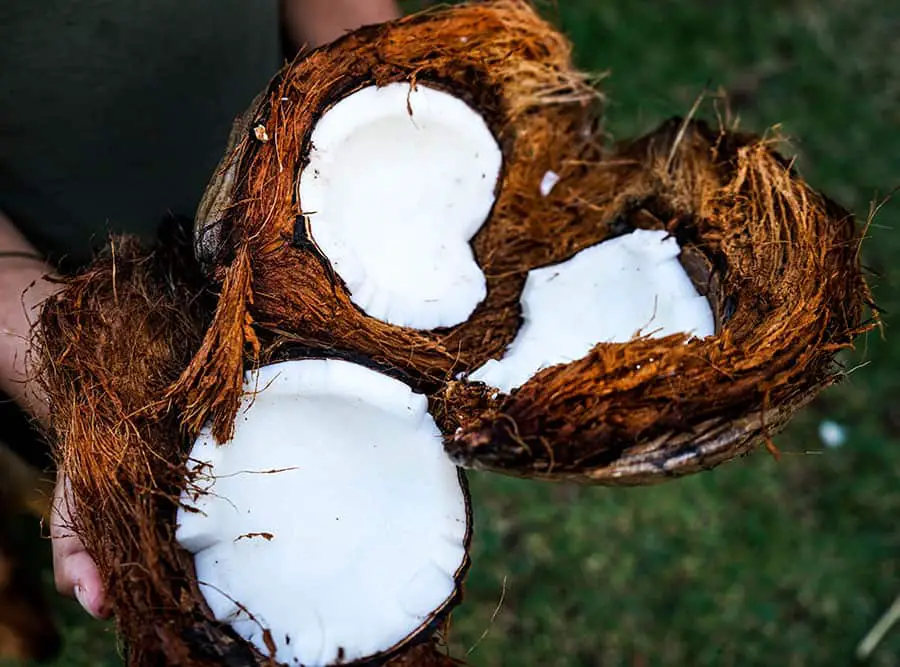 Coconut Oil and Coffee