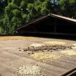 Kona Coffee