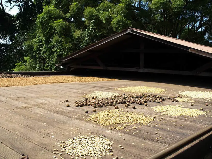 What is so special about coffee from Hawaii