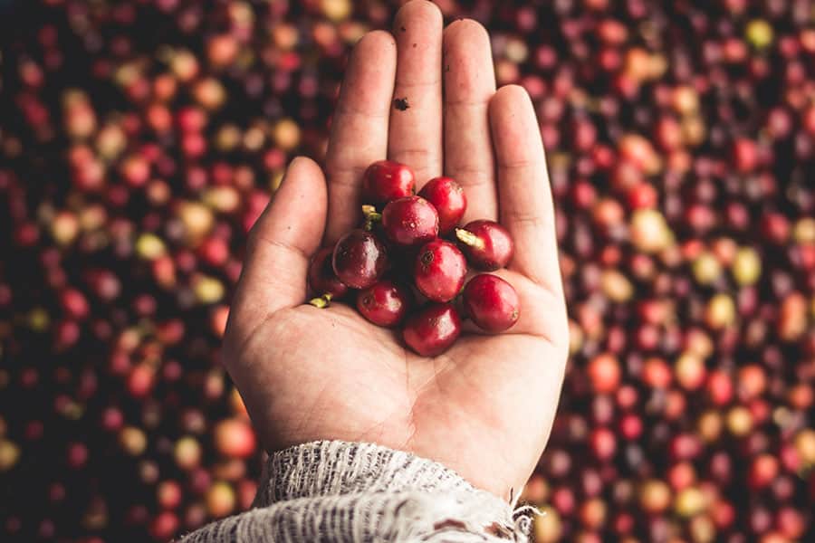 Anatomy of a Coffee Bean