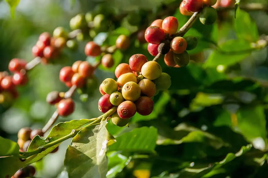 How to Grow a Coffee Plant at Home