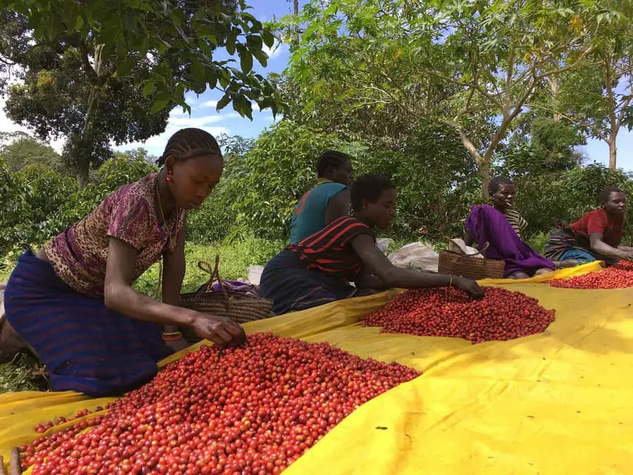 Coffee Farmer and C Market