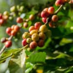 Kona Coffee Hawaii