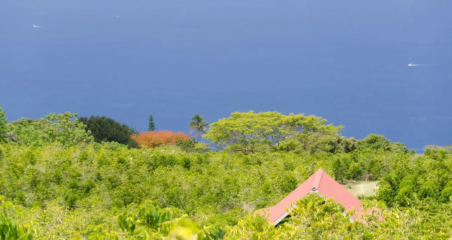 A coffee plantation in Kona Hawaii