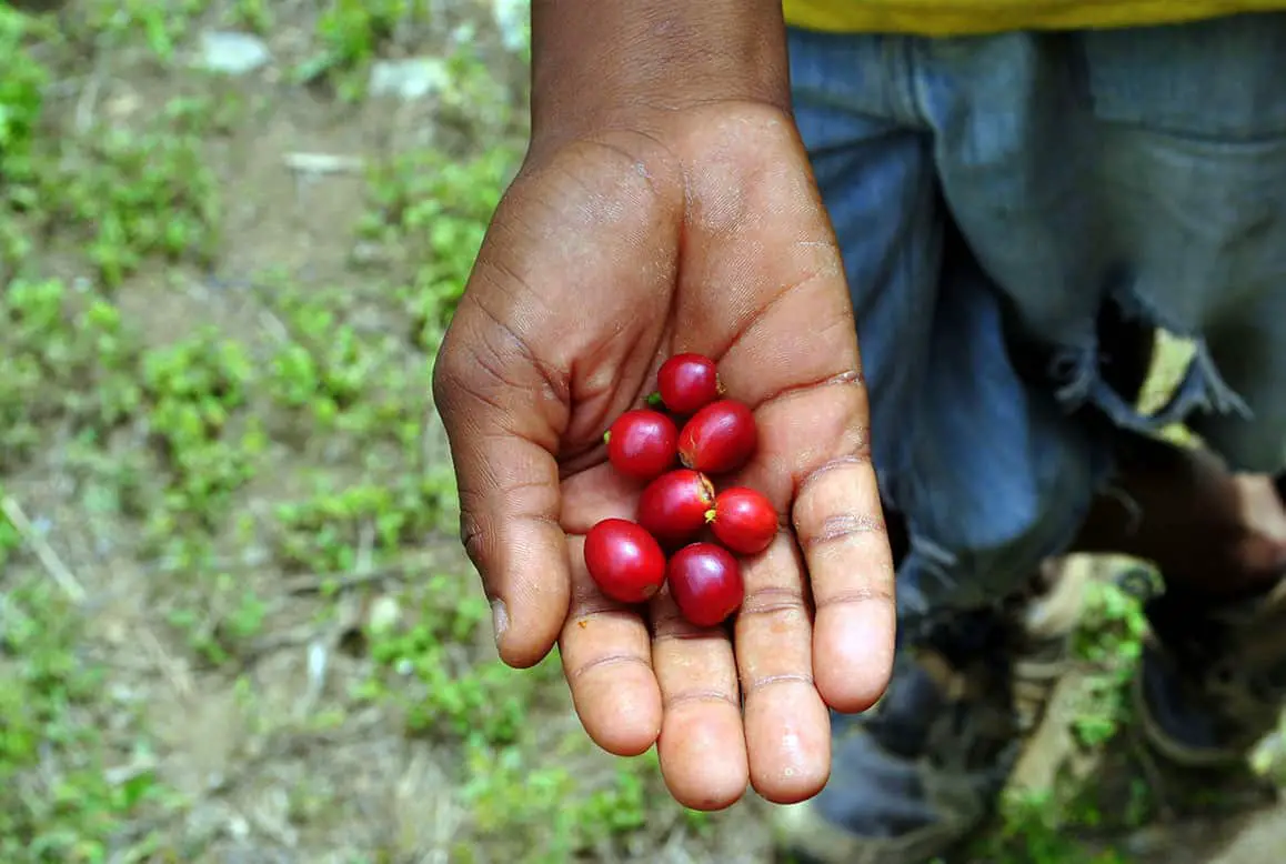 Geisha coffee cherries