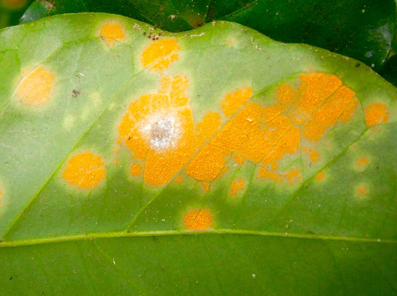 What is Coffee Rust? Symptoms and Control Craft Coffee Guru