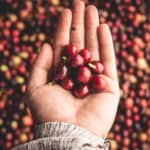 Mexico Coffee