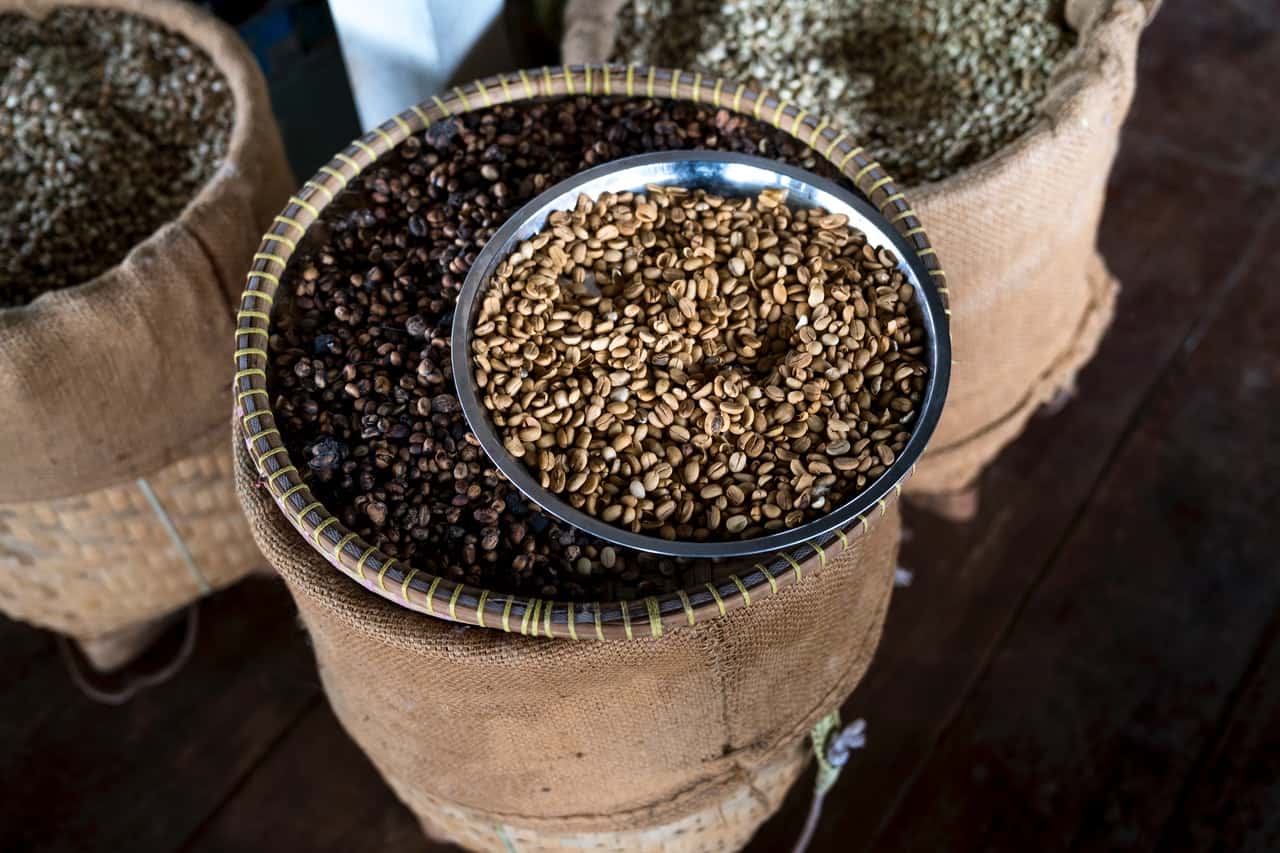 Featured image for “Liberica Coffee: The Rare Bean with a Bold Punch”