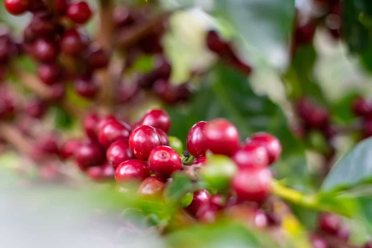 Featured image for “What Sets Brazilian Specialty Coffee Apart for True Fans”