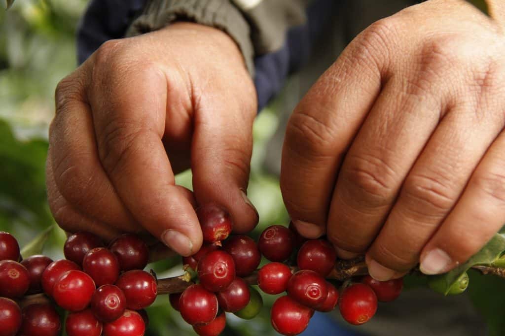 Costa Rica Coffee PIckers