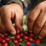 Costa Rica Coffee PIckers