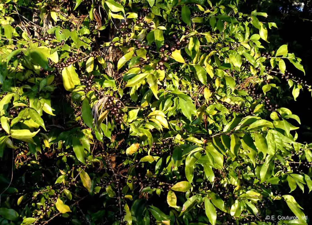 Coffea Stenophylla 