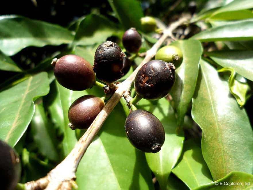 Coffea Stenophylla