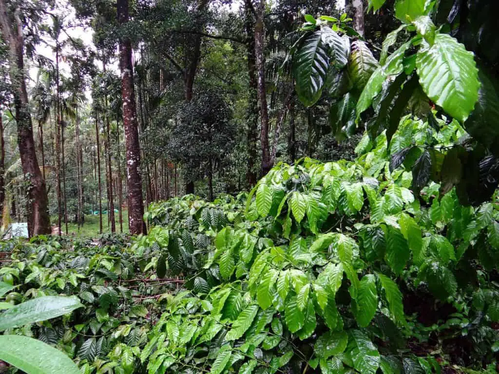 Coffee and Terroir