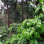 Coffee and Terroir