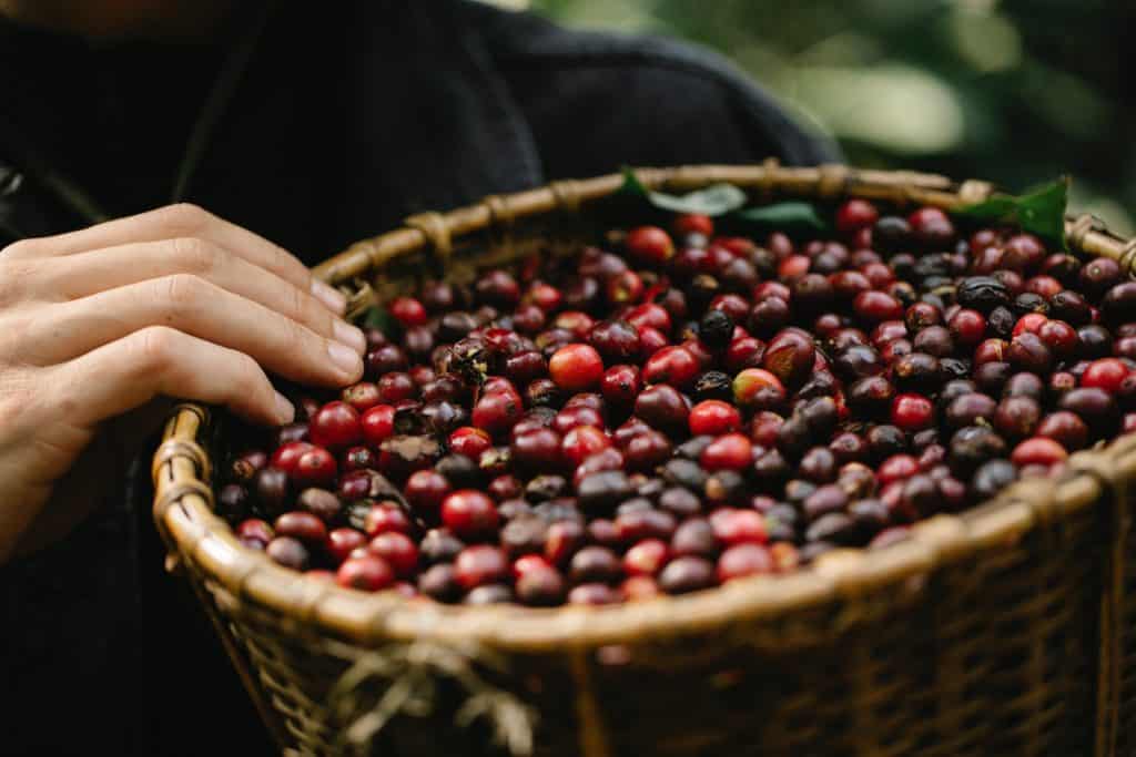 Coffee and Terroir