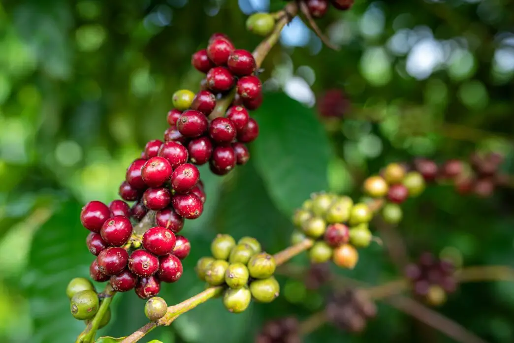 Thermo Shocked Coffee Cherries