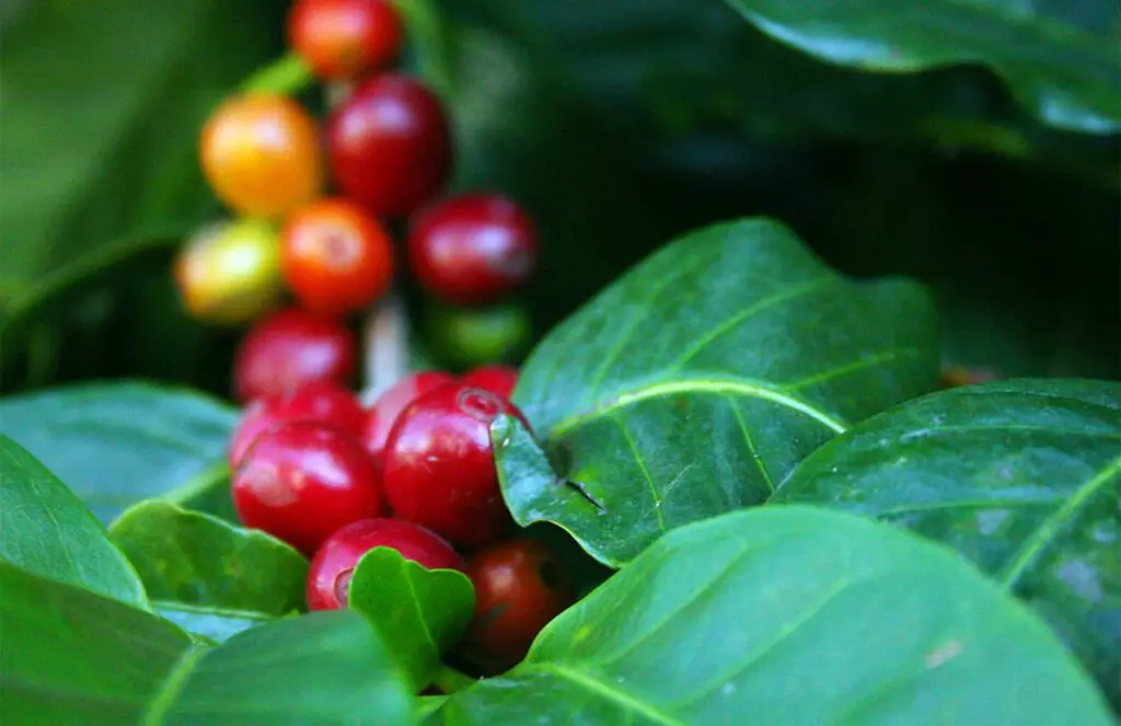 Coffee Altitude and Taste profiles