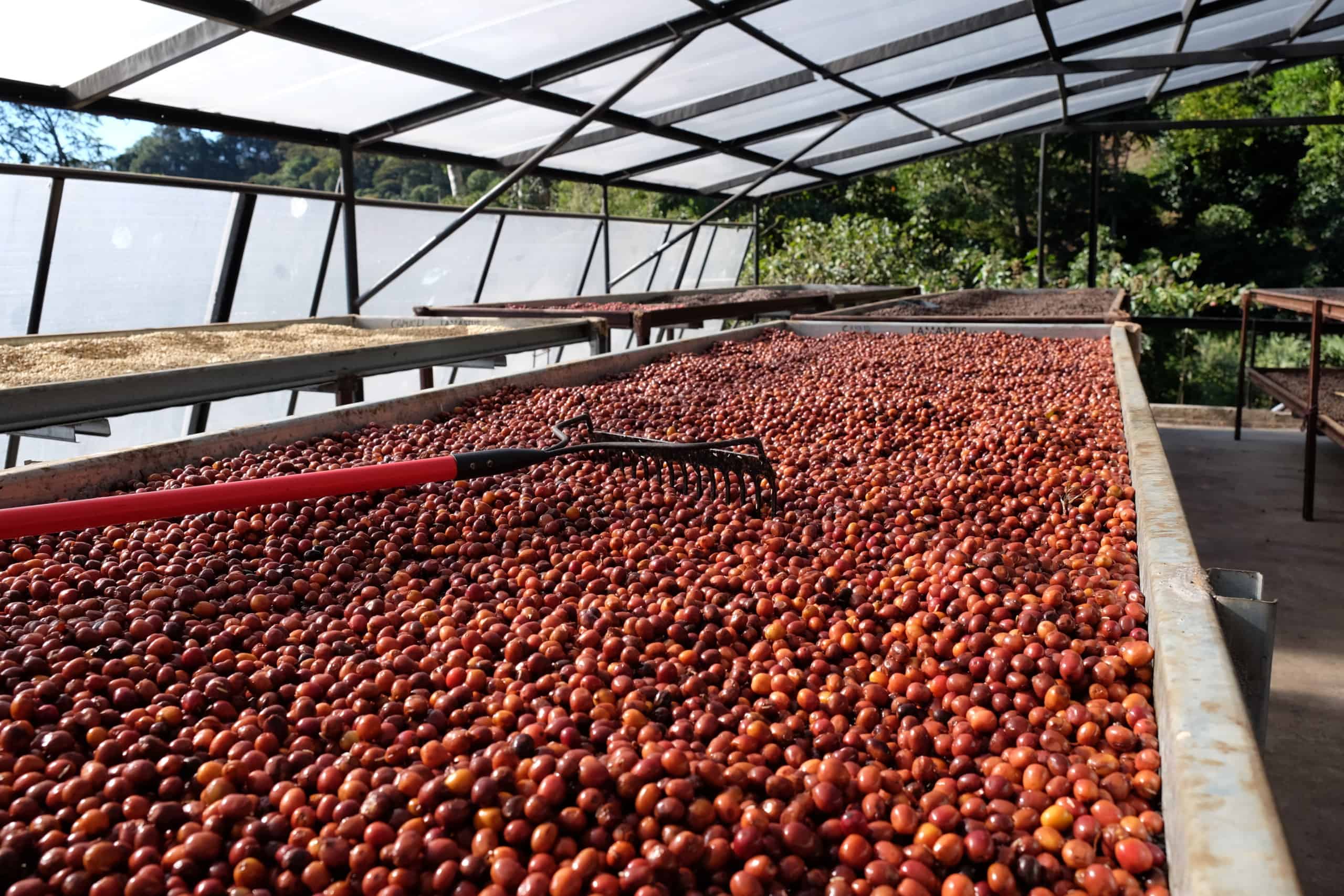 Featured image for “Experimental Coffee Fermentation: A Beginner’s Guide to Anaerobic, Carbonic, and Co-Fermented Coffee”